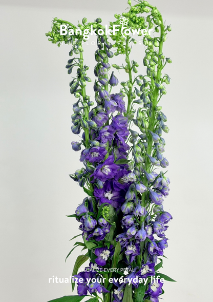 Delphinium Purple
