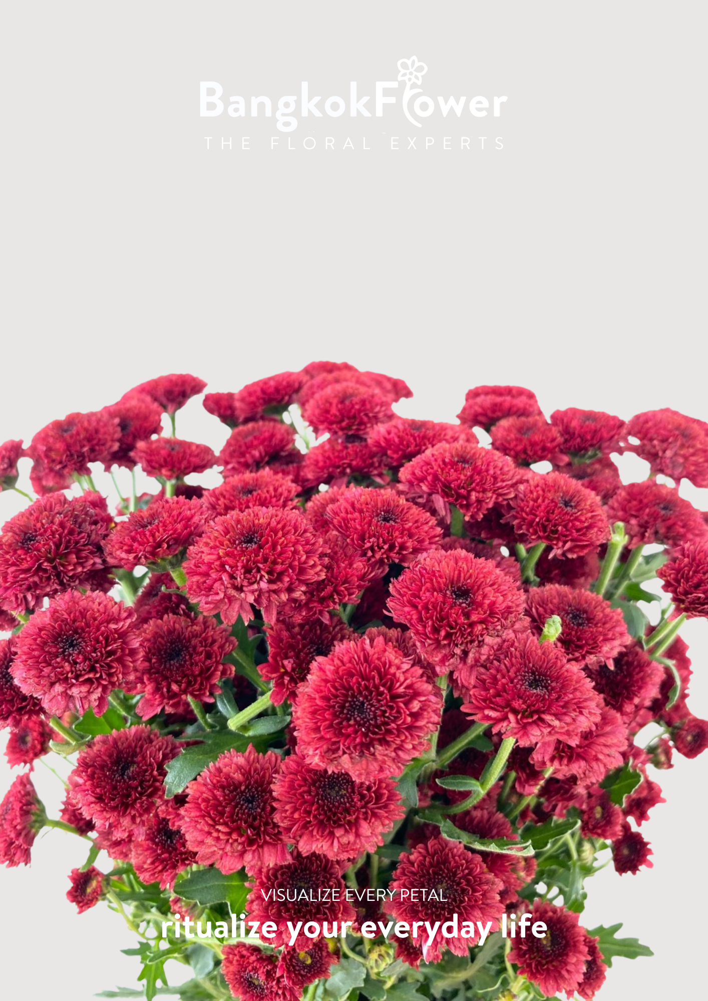 Calimero Red