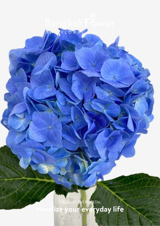 ไฮเดรนเจียสีน้ำเงินเข้ม