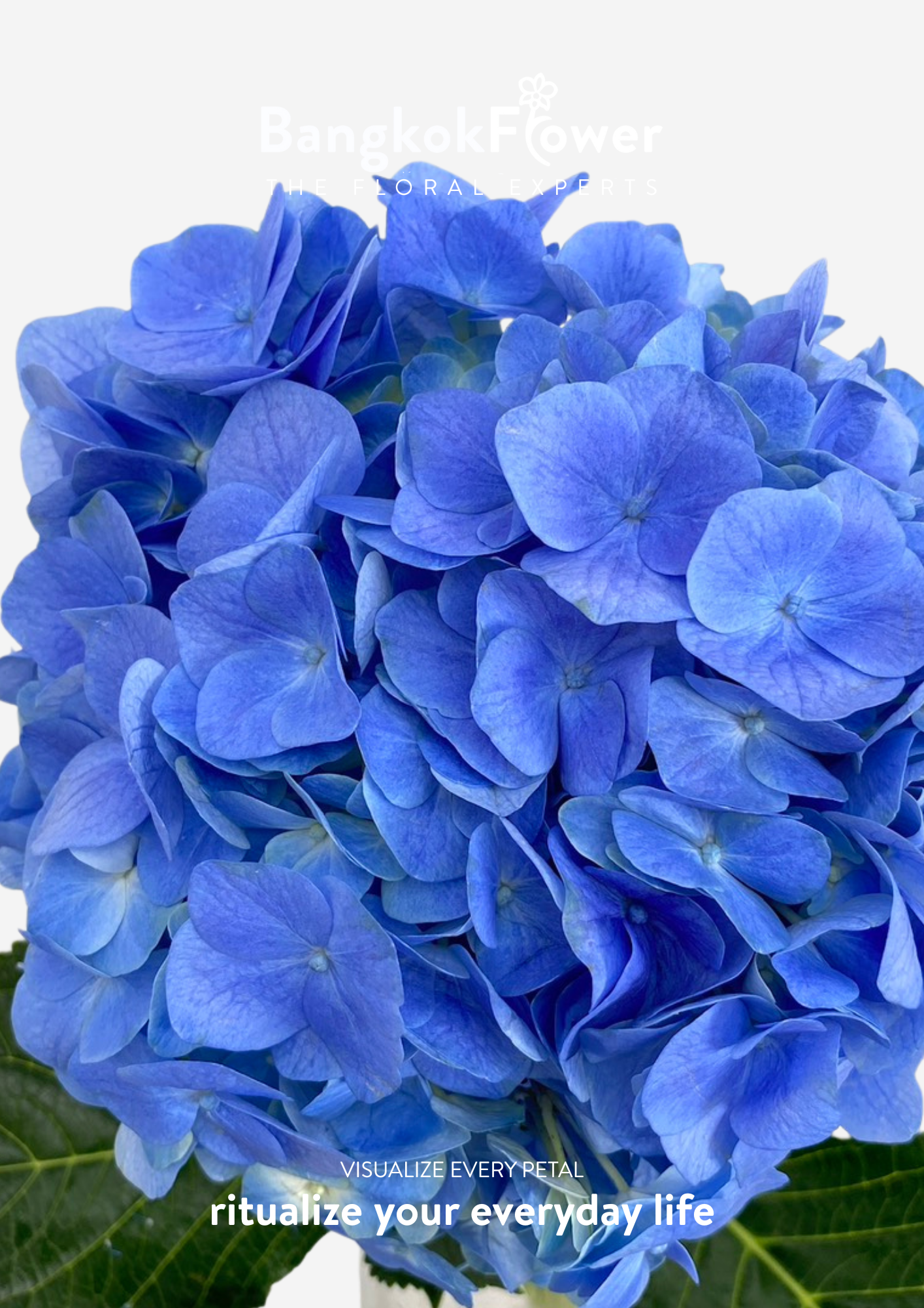 ไฮเดรนเจียสีน้ำเงินเข้ม