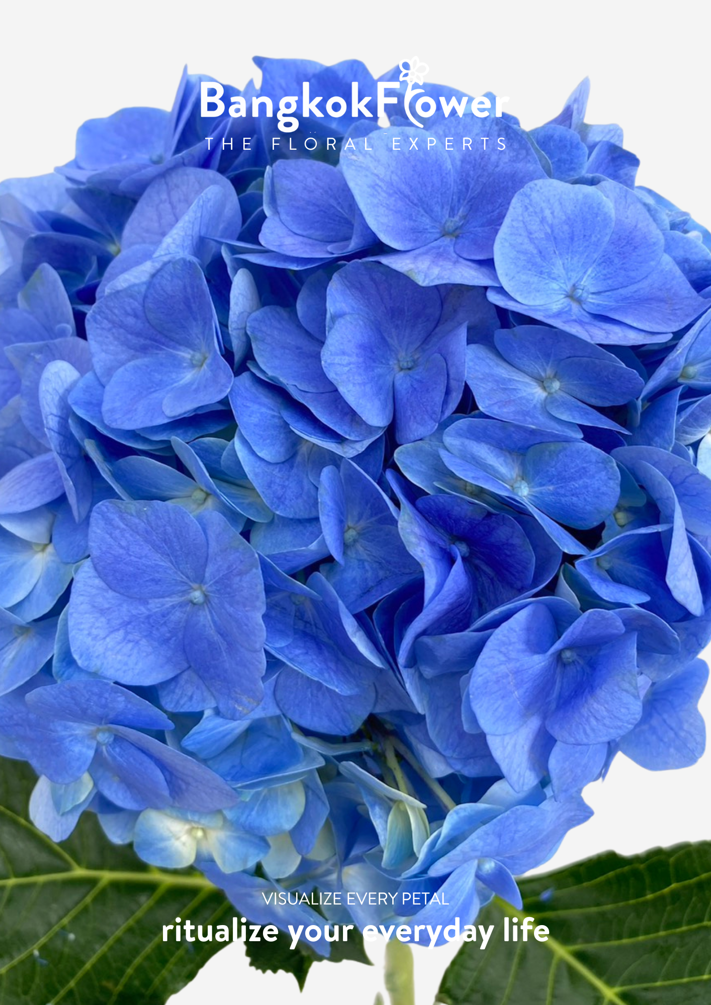 ไฮเดรนเจียสีน้ำเงินเข้ม