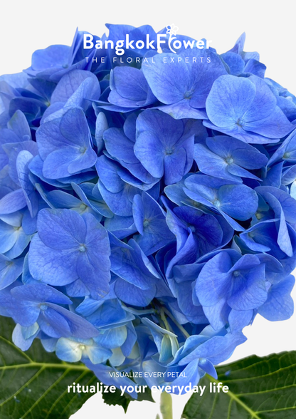 ไฮเดรนเจียสีน้ำเงินเข้ม