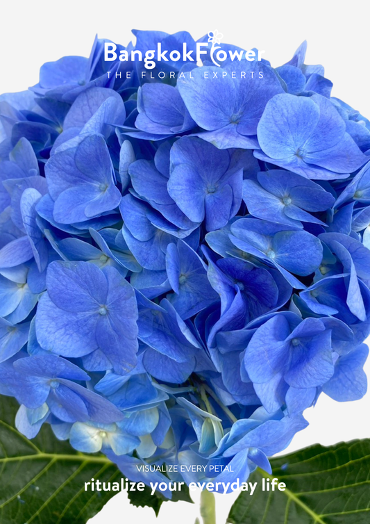 ไฮเดรนเจียสีน้ำเงินเข้ม