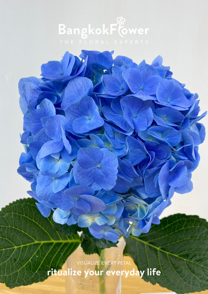 ไฮเดรนเจียสีน้ำเงินเข้ม