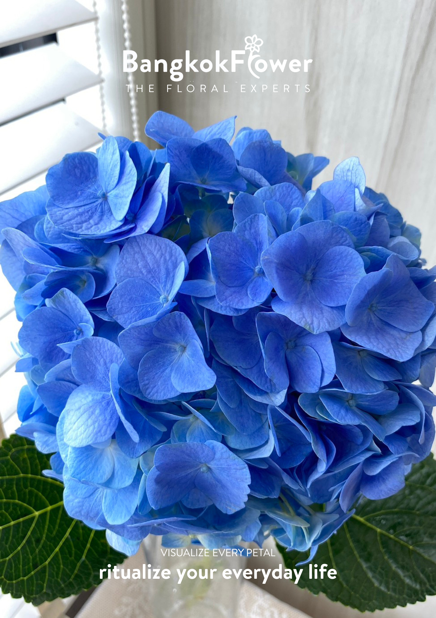 ไฮเดรนเจียสีน้ำเงินเข้ม