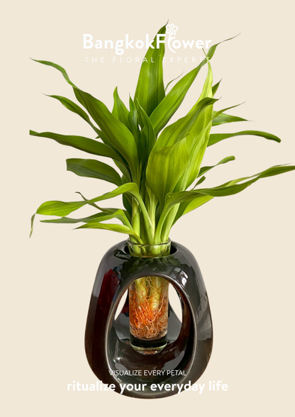 Lucky Bamboo