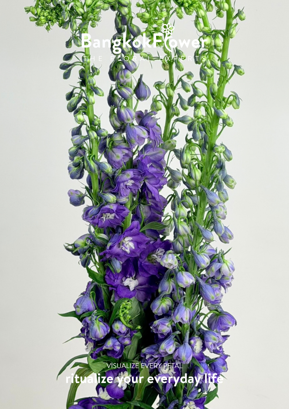 Delphinium Purple