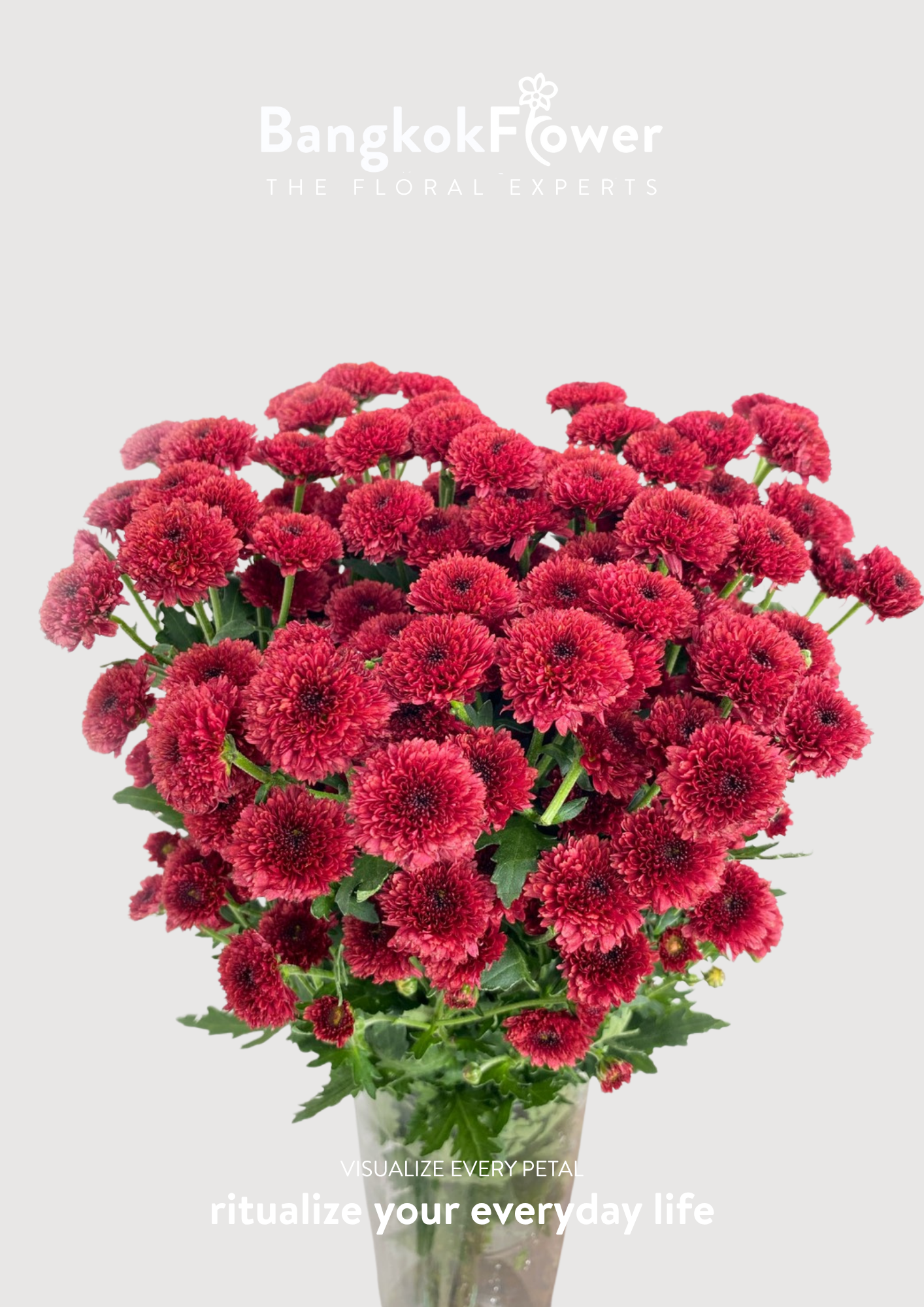 Calimero Red