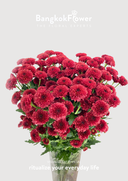 Calimero Red