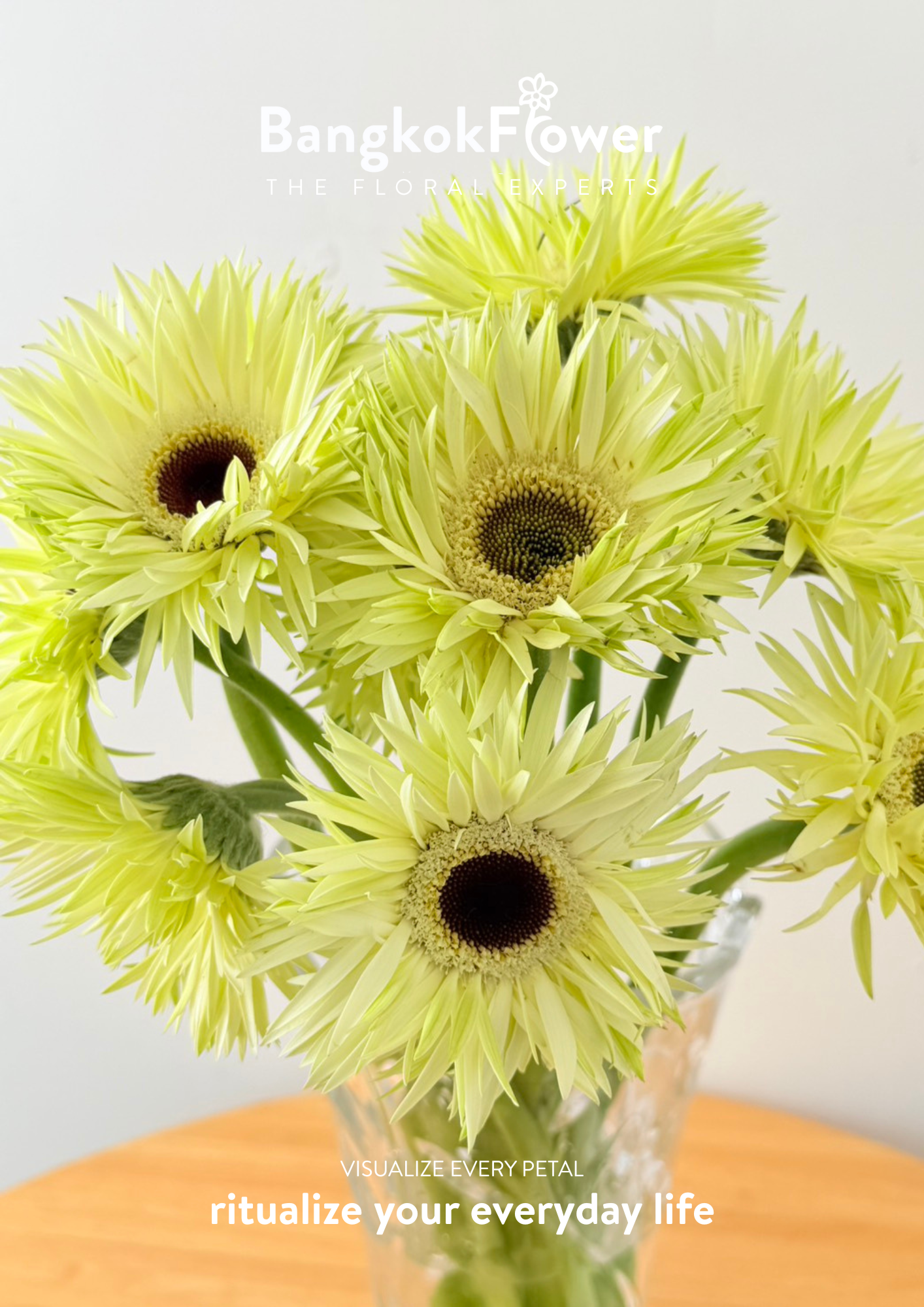 Gerbera Lace White