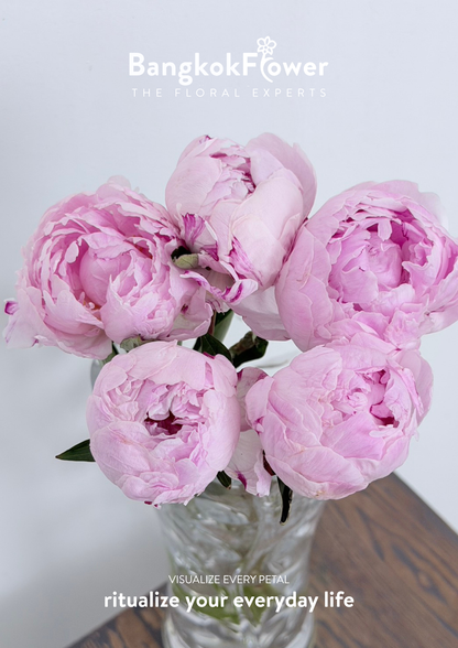 Peony Sara Pink