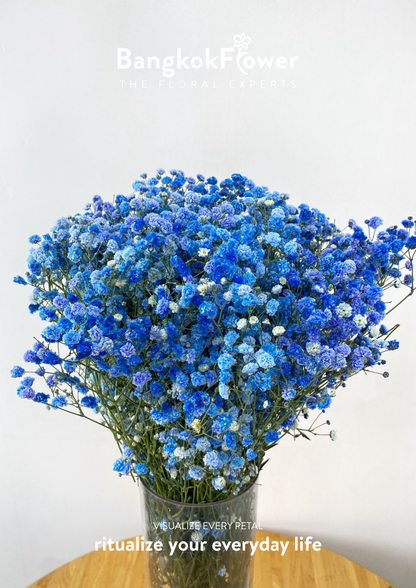 Gypsophila Blue