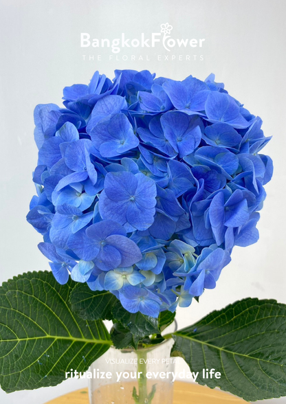ไฮเดรนเจียสีน้ำเงินเข้ม