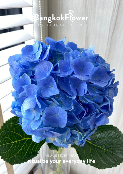 ไฮเดรนเจียสีน้ำเงินเข้ม