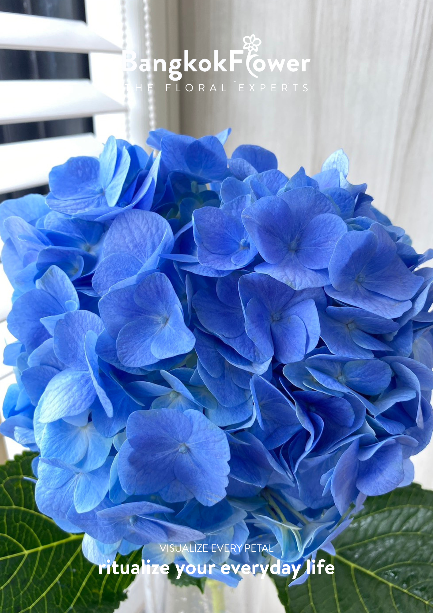 ไฮเดรนเจียสีน้ำเงินเข้ม
