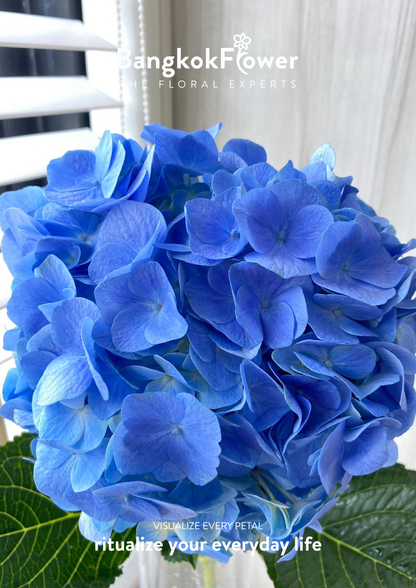 ไฮเดรนเจียสีน้ำเงินเข้ม