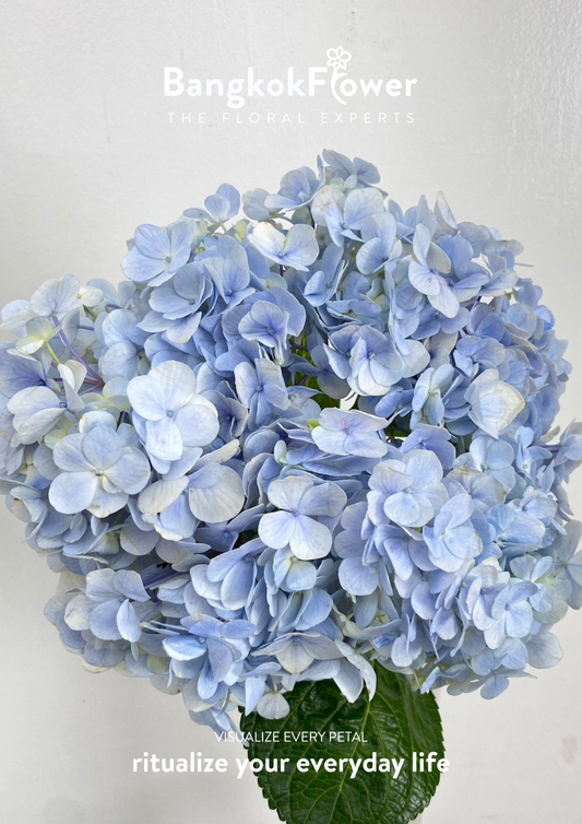 ไฮเดรนเจียสีฟ้าอ่อน