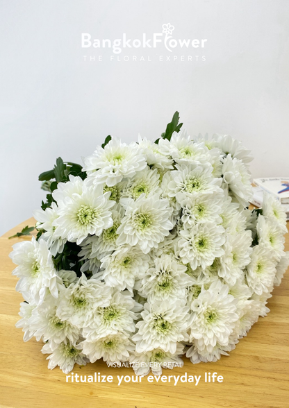 ดอกเบญจมาศพันธุ์ Sp. Rocca