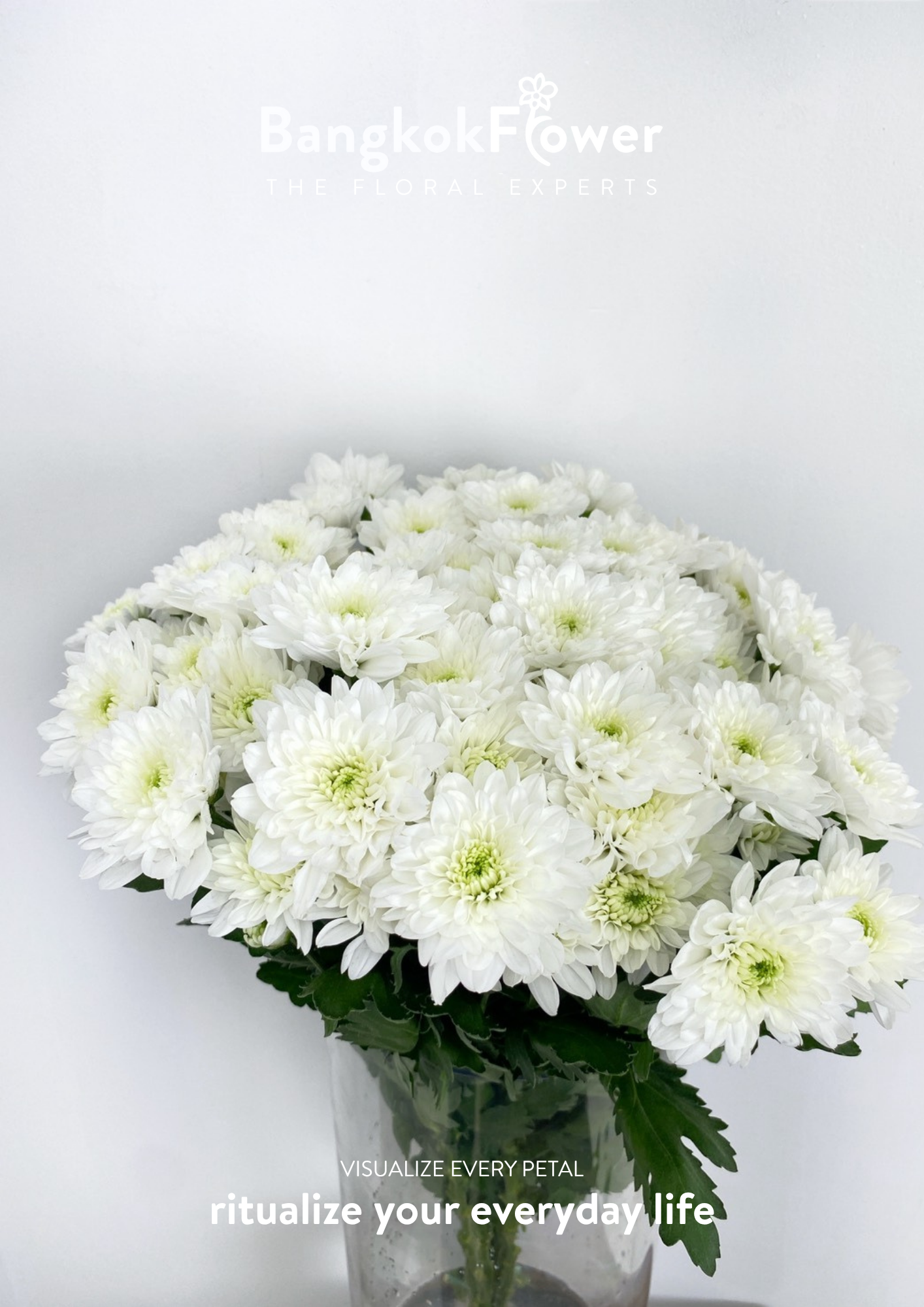 ดอกเบญจมาศพันธุ์ Sp. Rocca