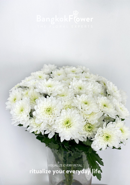 ดอกเบญจมาศพันธุ์ Sp. Rocca