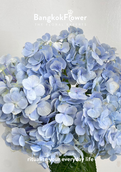 ไฮเดรนเจียสีฟ้าอ่อน