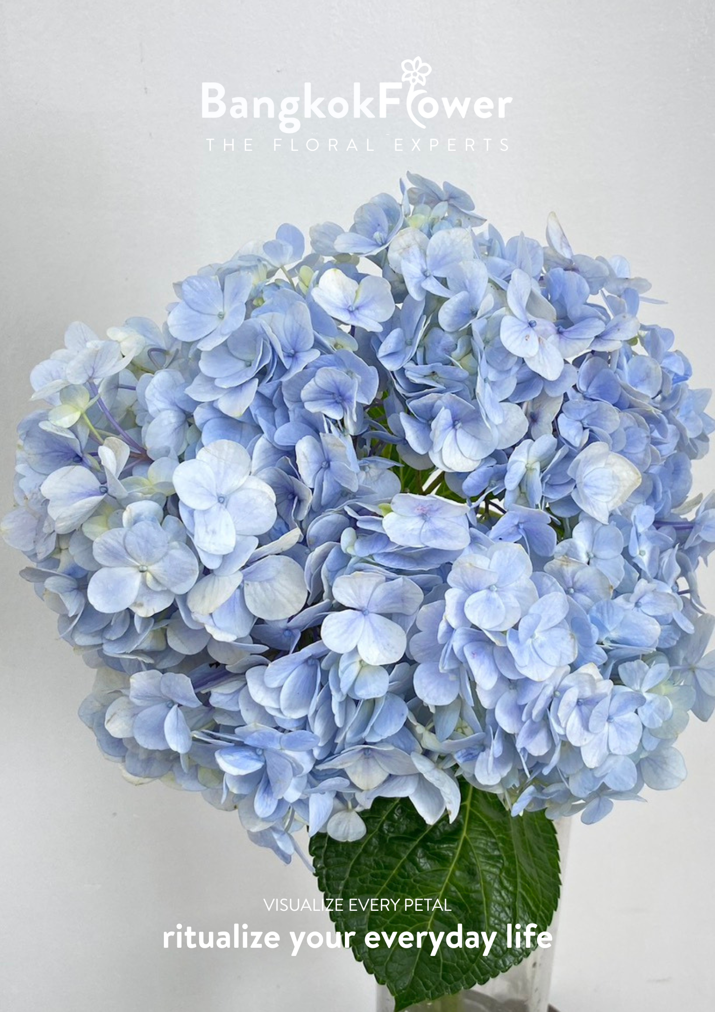 ไฮเดรนเจียสีฟ้าอ่อน