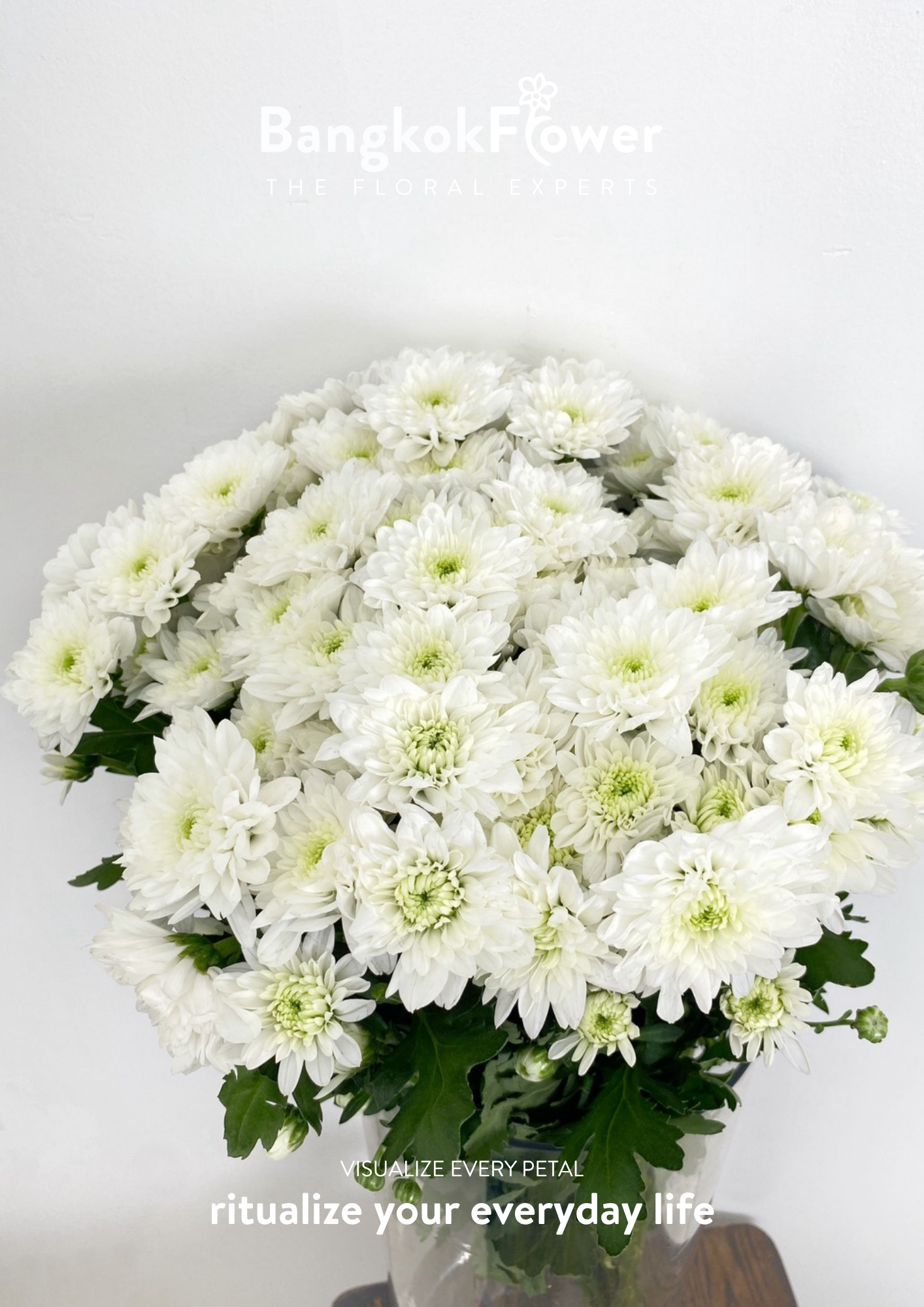 ดอกเบญจมาศพันธุ์ Sp. Rocca