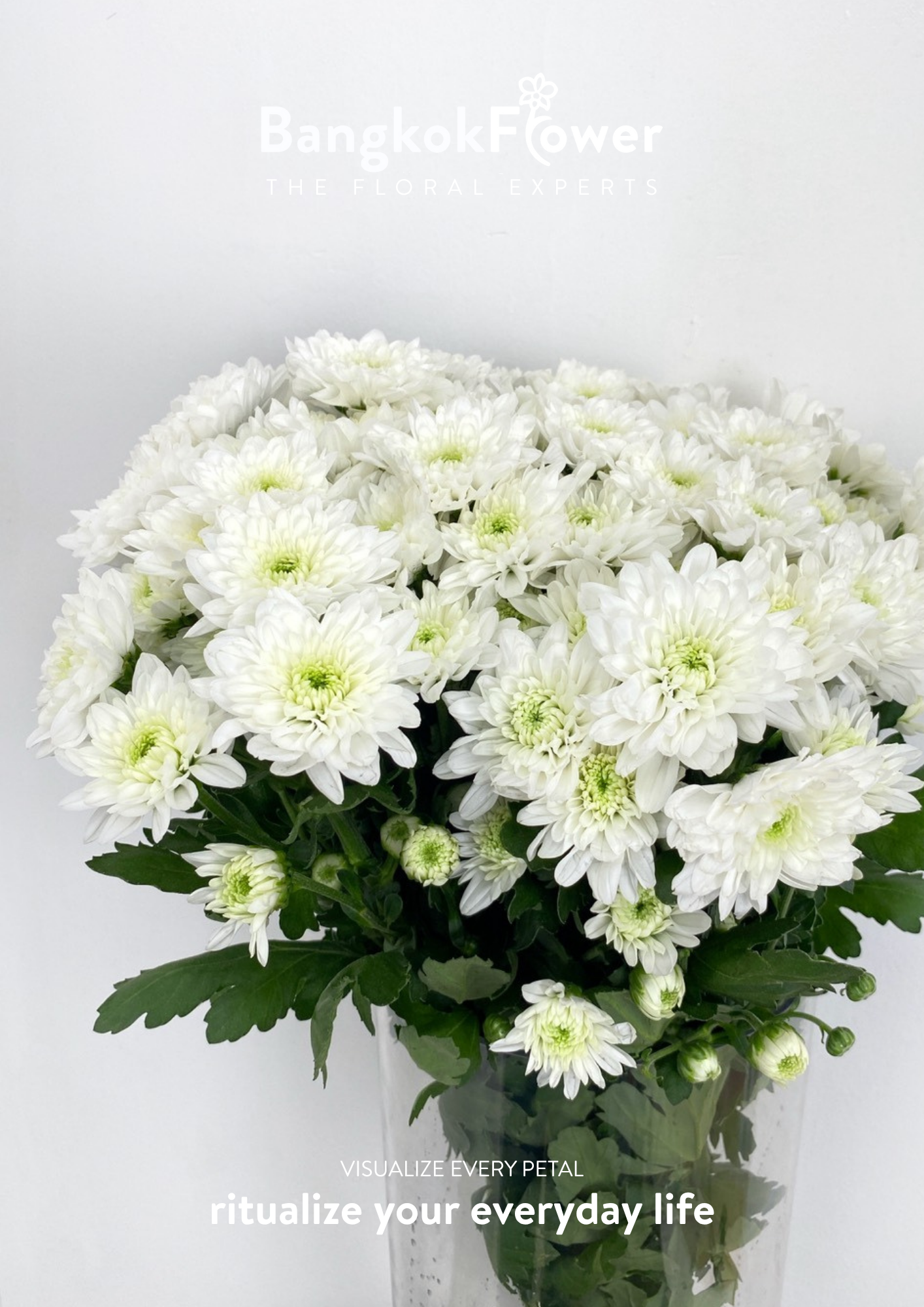 ดอกเบญจมาศพันธุ์ Sp. Rocca
