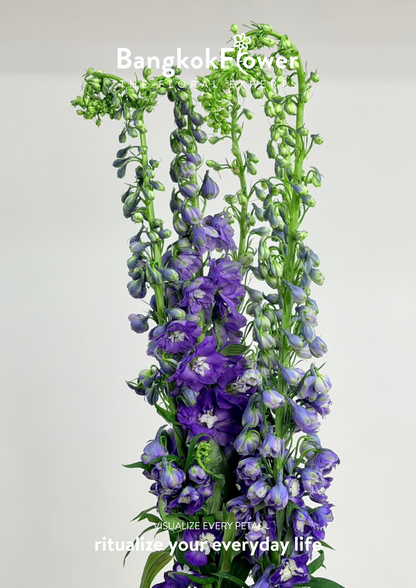 Delphinium Purple