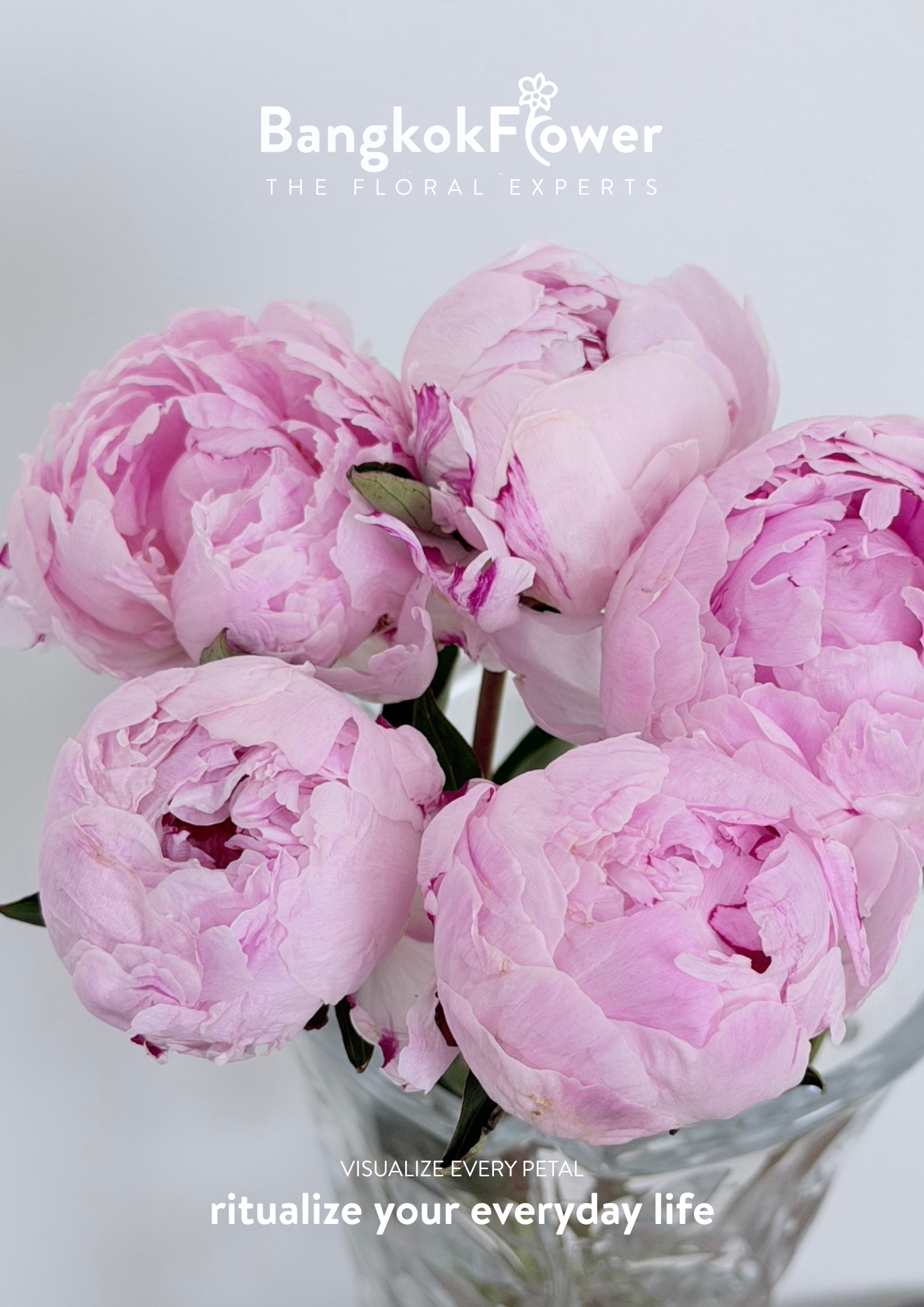 Peony Sara Pink