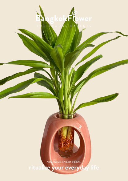 Lucky Bamboo
