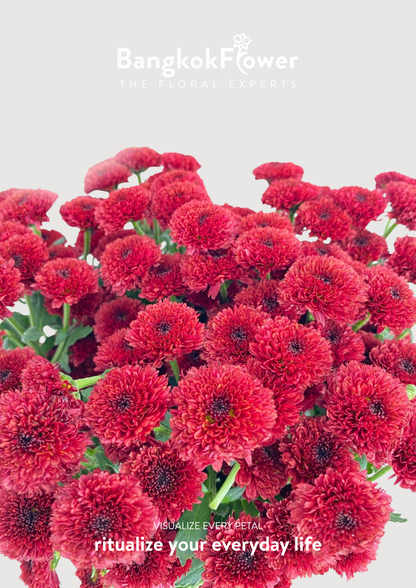 Calimero Red