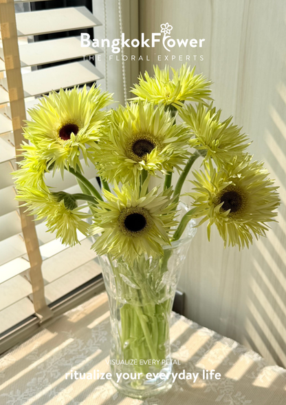 Gerbera Lace White