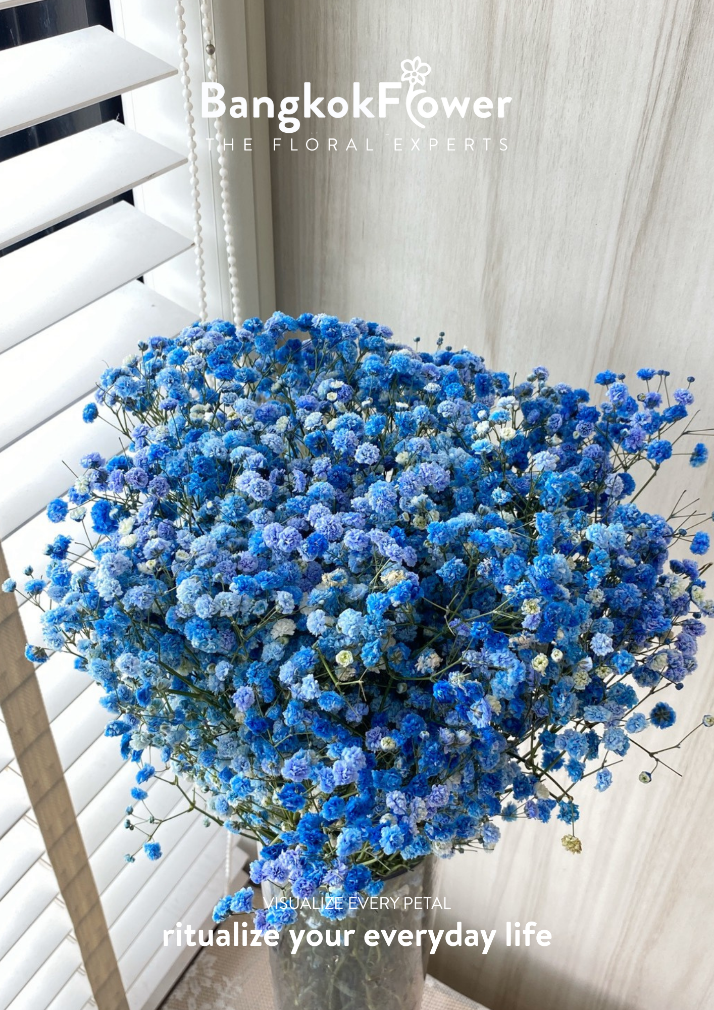 Gypsophila Blue