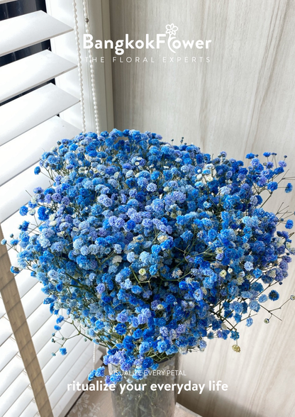 Gypsophila Blue