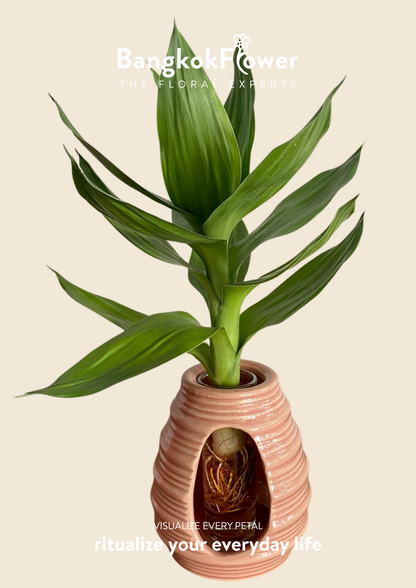 Lucky Bamboo