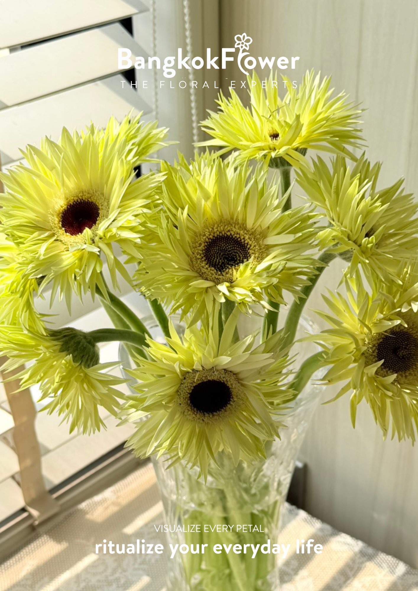 Gerbera Lace White