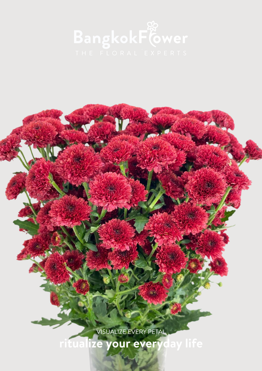 Calimero Red