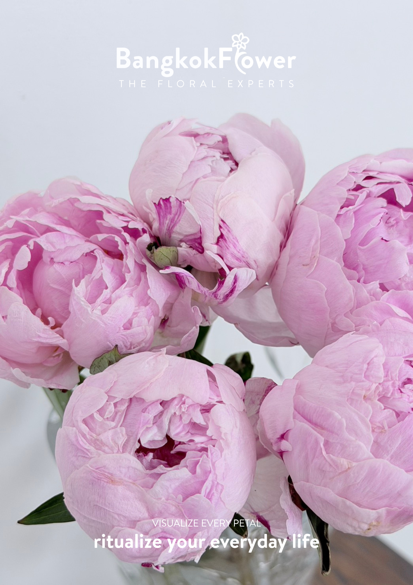 Peony Sara Pink