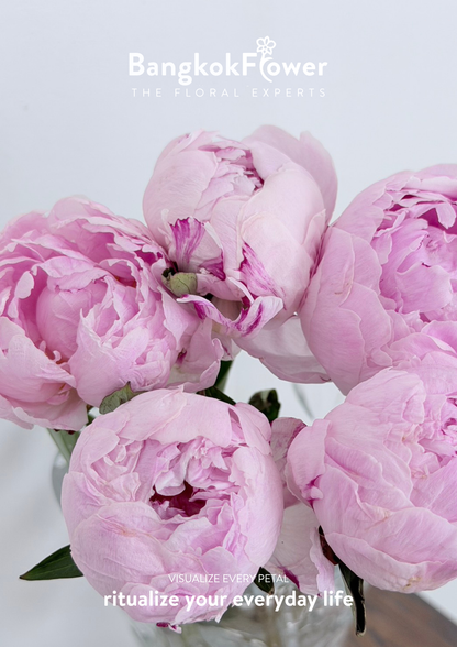 Peony Sara Pink