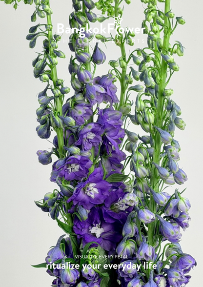 Delphinium Purple
