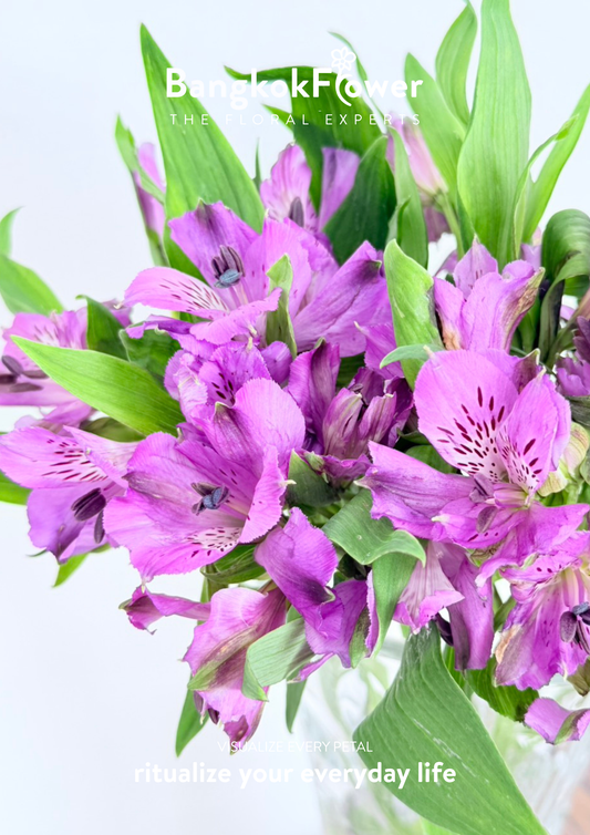 Alstroemeria Xanadu