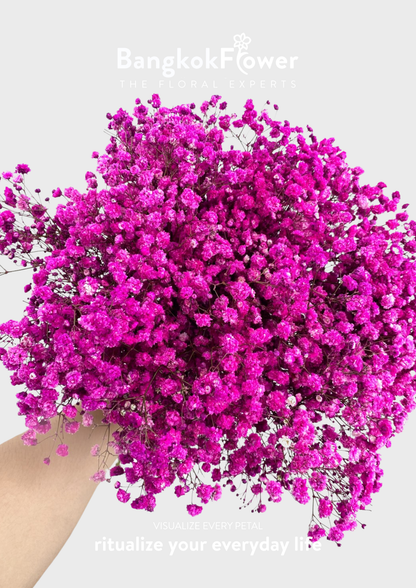 Gypsophila DarkPink