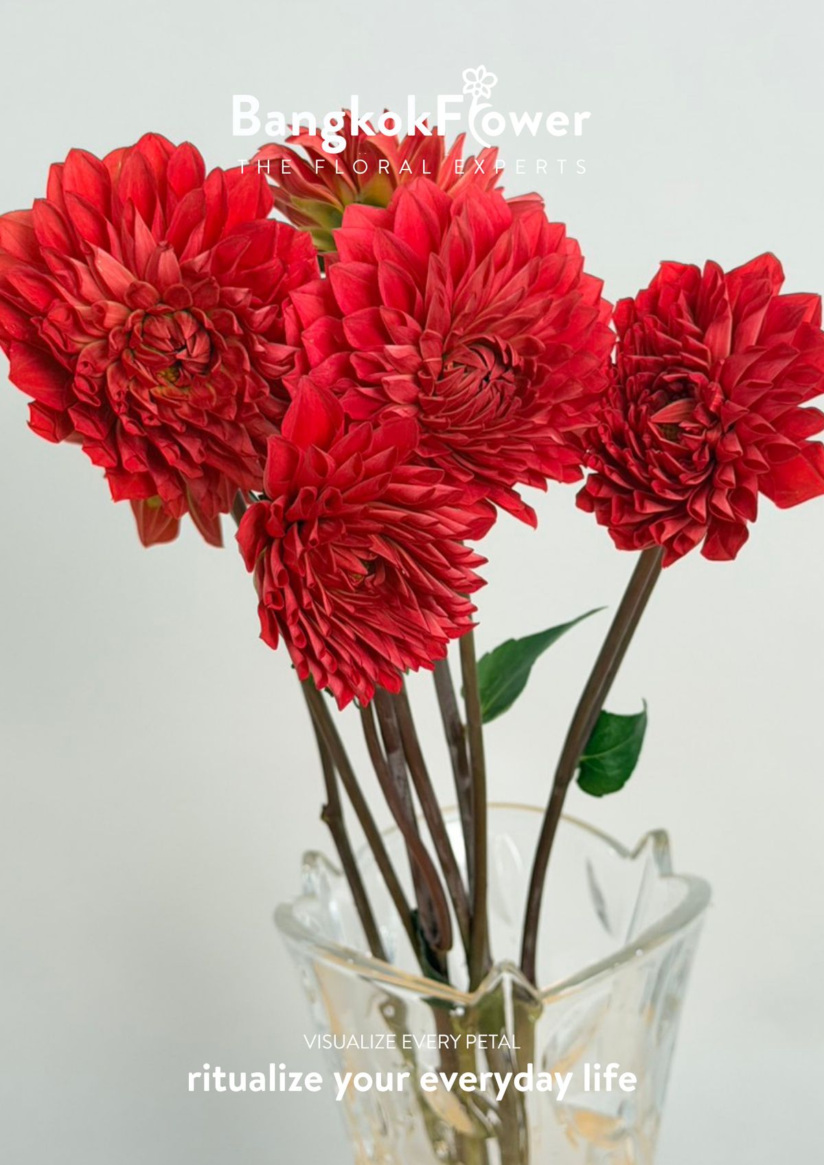 Dahlia Hybrida red