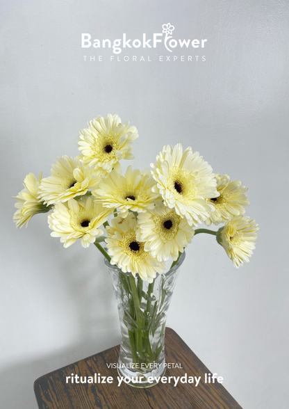 White Gerbera