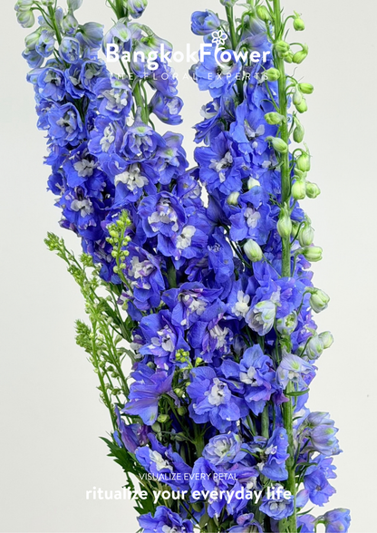 Delphinium Dark Blue