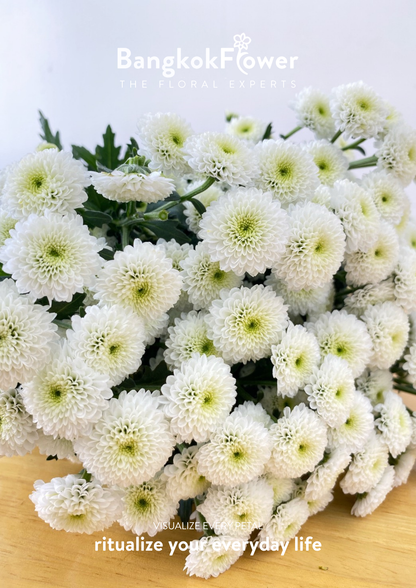Calimero Snow