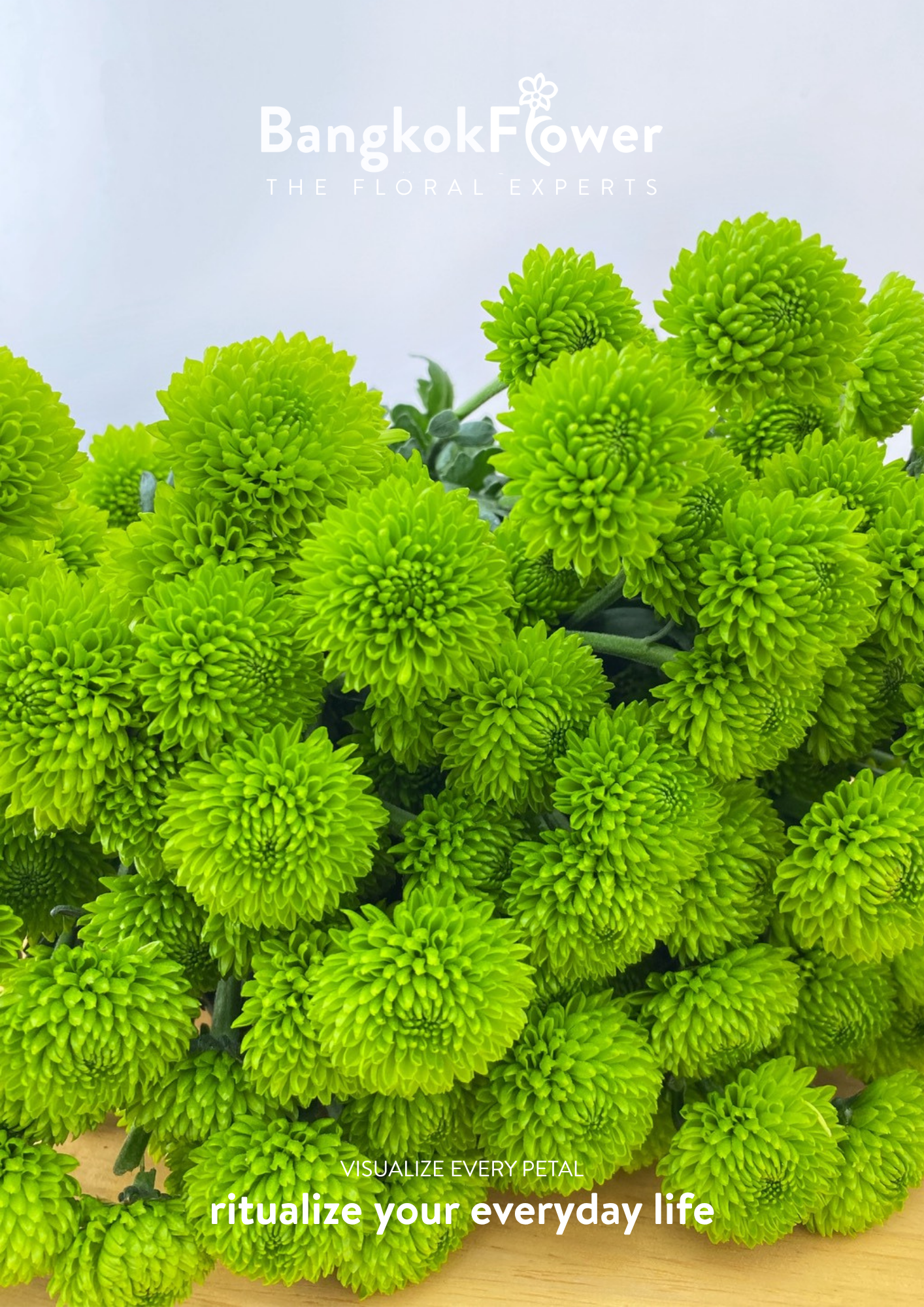 ดอกเบญจมาศ (Special Whatsapp Chrysanthemum)