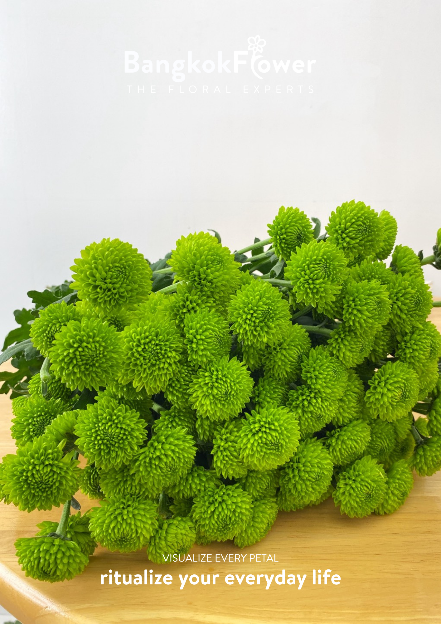 ดอกเบญจมาศ (Special Whatsapp Chrysanthemum)
