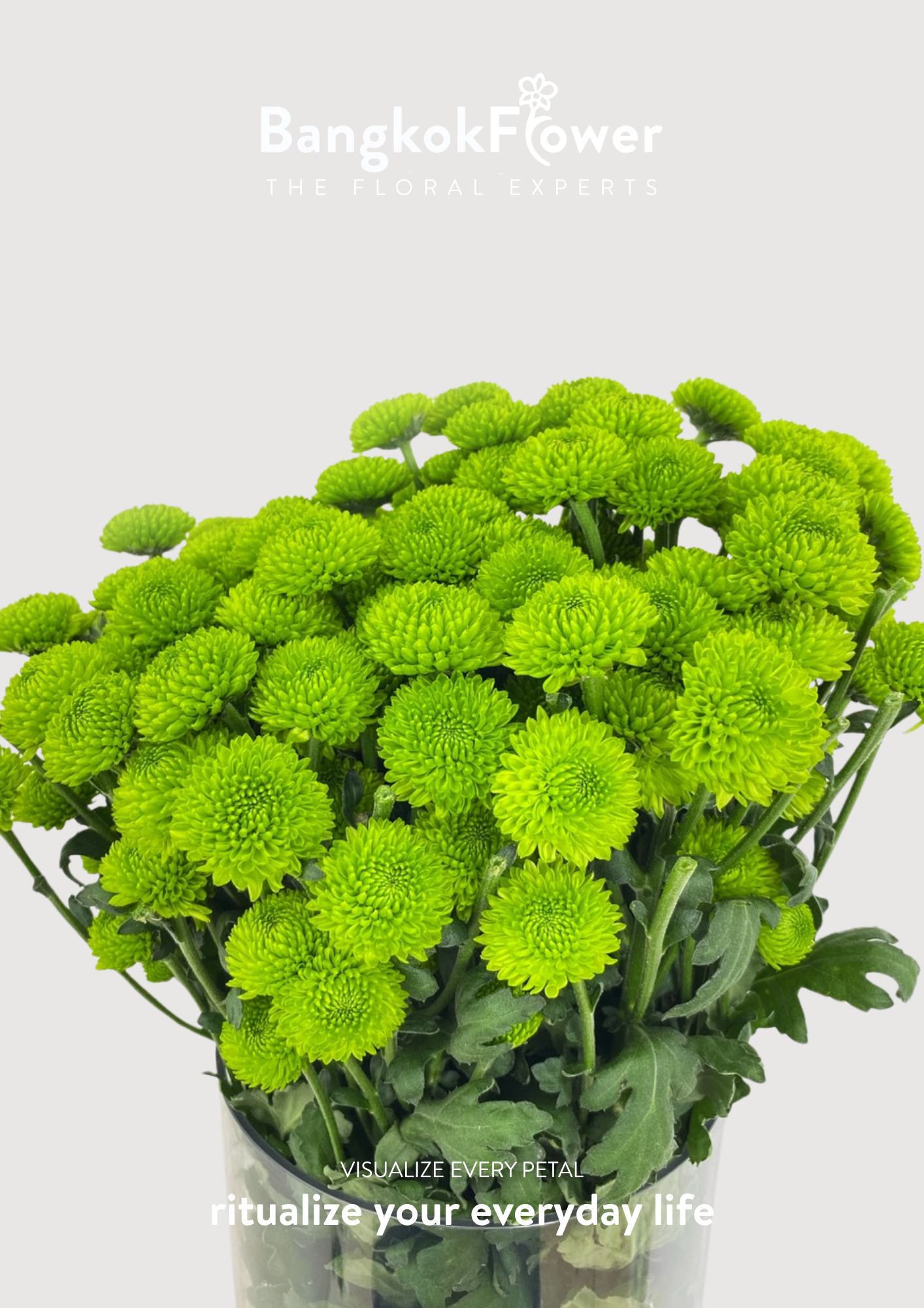 ดอกเบญจมาศ (Special Whatsapp Chrysanthemum)